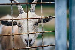 山羊,號角,動物