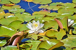 睡蓮,玫瑰,花