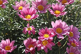 格拉斯,花,粉红色