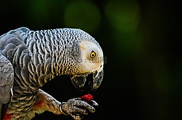 鸚鵡,鳥,動物