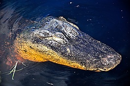 鱷魚,自然,爬行動物