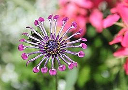 花,osteospermum,丁香女高音勺子