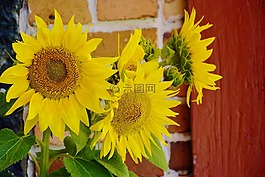 向日葵,普通向日葵,關(guān)閉