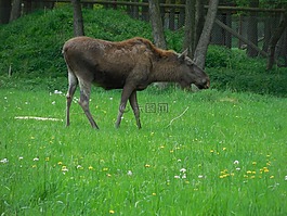 穆斯,性質(zhì),野生動(dòng)物公園