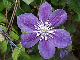藍色,花,自然
