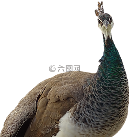 孔雀,动物,孔雀 korunkatý
