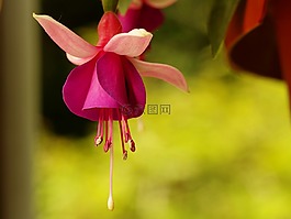 自然,花