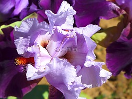 虹膜,花,紫