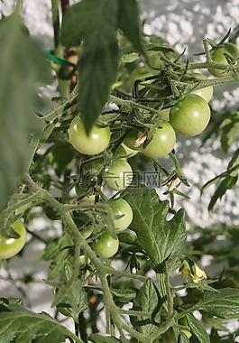 櫻桃,蕃茄,綠色