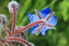 琉璃苣,鲜花,场