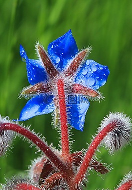 琉璃苣,鲜花,场