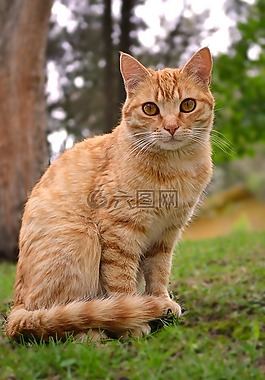 貓,弗利納,動物