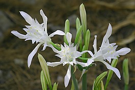 莉莉砂,鮮花,海邊
