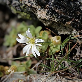 白,花瓣,花