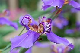 日光圈,鳶尾花,水華
