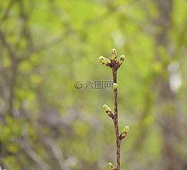 廠,性質(zhì),科