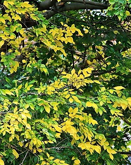 泛黄的树叶,叶子,绿色