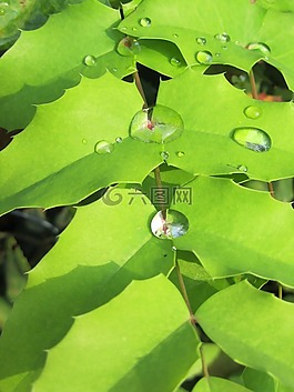 植物,葉子,性質(zhì)