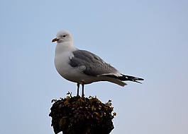 動(dòng)物,海鷗,鳥