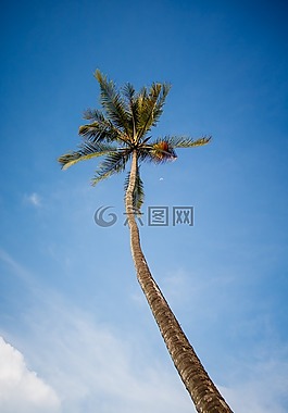 椰子,樹(shù),天空