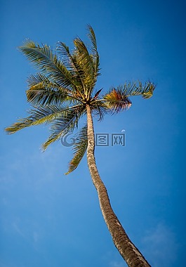 椰子,樹,天空