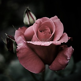 粉紅色,rrose,花瓣