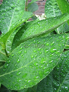 植物,葉子,性質(zhì)