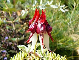 本機(jī),澳大利亞,植物