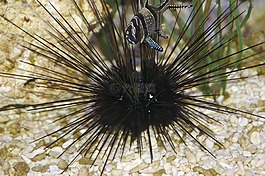 水族館,海膽,魚(yú)