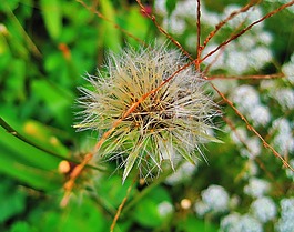 蓬松的蒲公英,白,蓬松