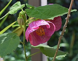 楓樹開花,容器廠,花園