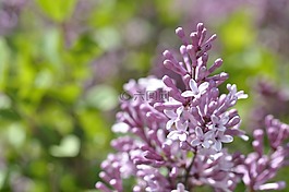 紫丁香,開花,紫