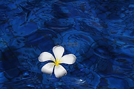 花,水,春天