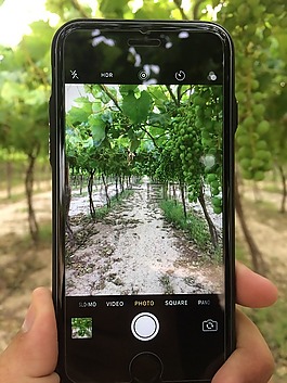 葡萄,iphone摄像机,农场