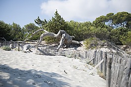 saleccia,海滩,科西嘉