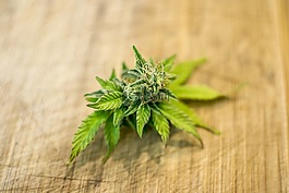 叶,自然,植物区系
