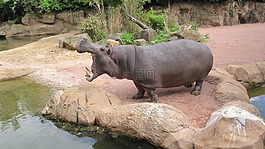 動物園漢諾威,冒險動物園,河馬