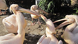 動物園漢諾威,冒險動物園,佩利坎