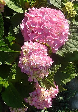 花園,花,繡球