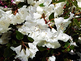 杜鵑花,春天,關閉