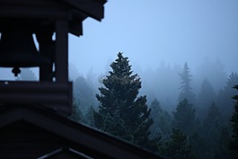 霧,樹,常綠