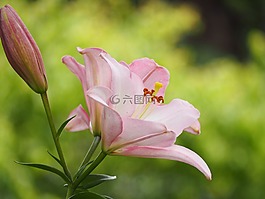 百合,鲜花,百合科