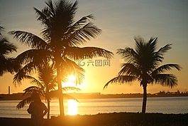 椰子,樹,植物