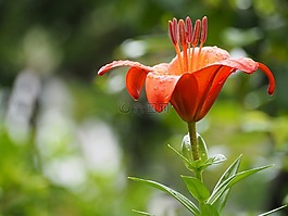 百合,鲜花,初夏花