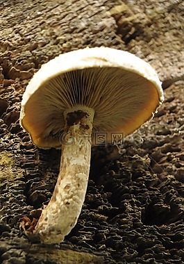 蘑菇,部落,树上的蘑菇