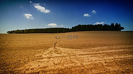 樹(shù),植物,自然