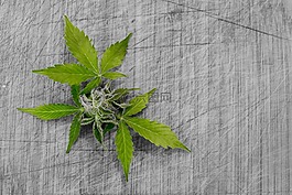 叶,自然,植物区系