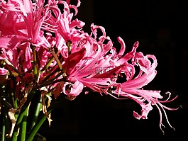 lillium,鮮花,美