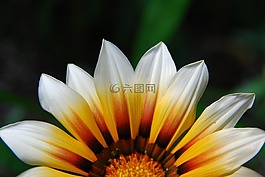 鮮花,日落,黃色
