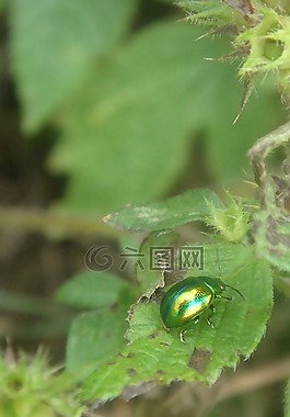 昆蟲,綠色,片